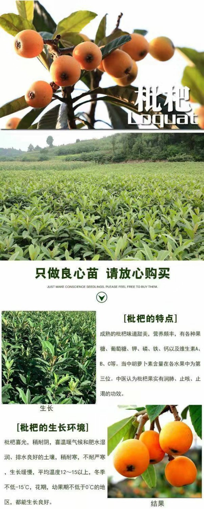 五星枇杷树苗南方种植砂糖大洞庭白沙嫁接批杷树苗