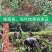 五星枇杷树苗南方种植砂糖大洞庭白沙嫁接批杷树苗
