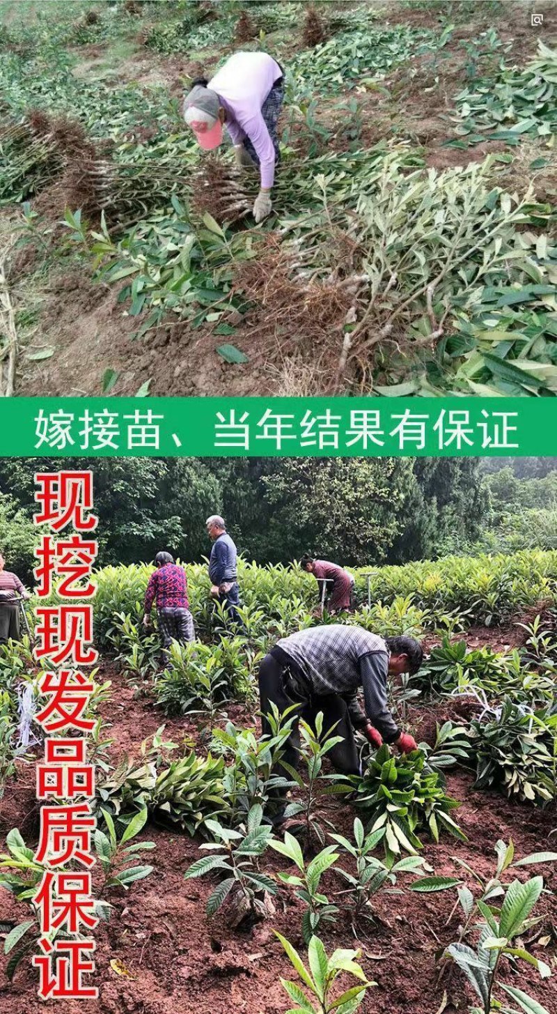 五星枇杷树苗南方种植砂糖大洞庭白沙嫁接批杷树苗