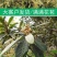 五星枇杷树苗南方种植砂糖大洞庭白沙嫁接批杷树苗