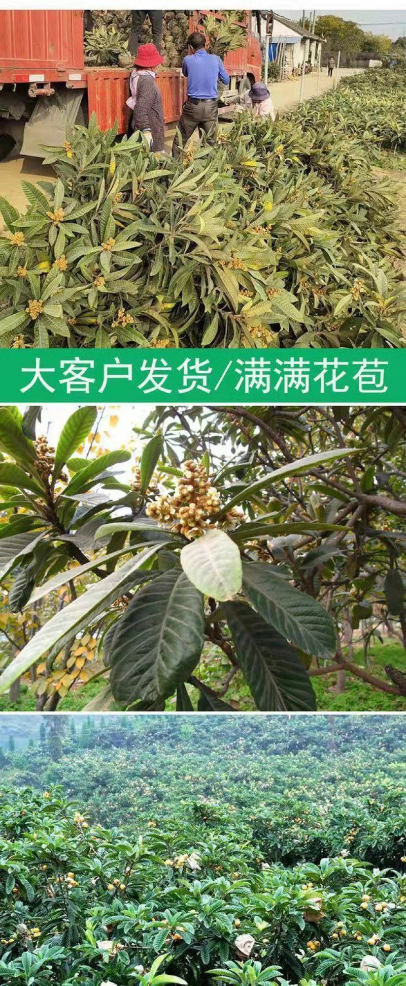 五星枇杷树苗南方种植砂糖大洞庭白沙嫁接批杷树苗