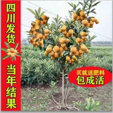 五星枇杷树苗南方种植砂糖大洞庭白沙嫁接批杷树苗