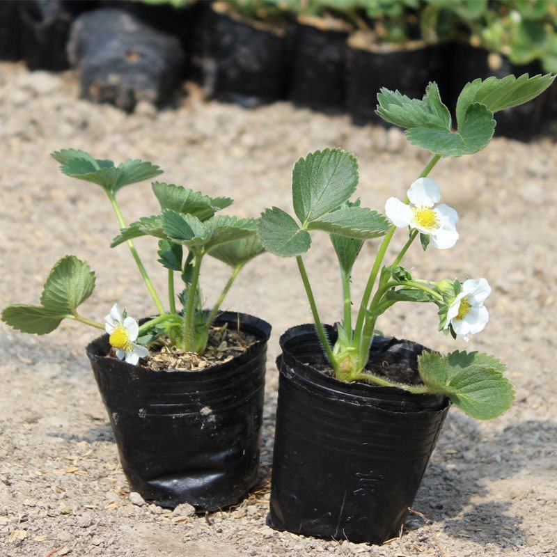 江苏草莓苗带营养杯开花苗基地直供欢迎咨询