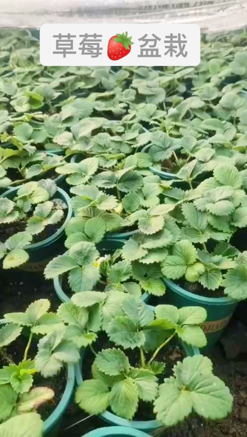 江苏草莓苗带营养杯开花苗基地直供欢迎咨询