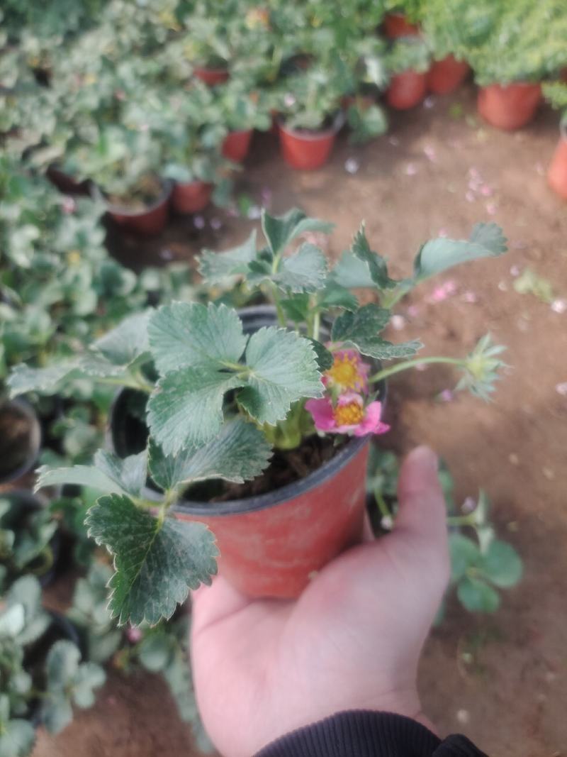 江苏草莓苗带营养杯开花苗基地直供欢迎咨询