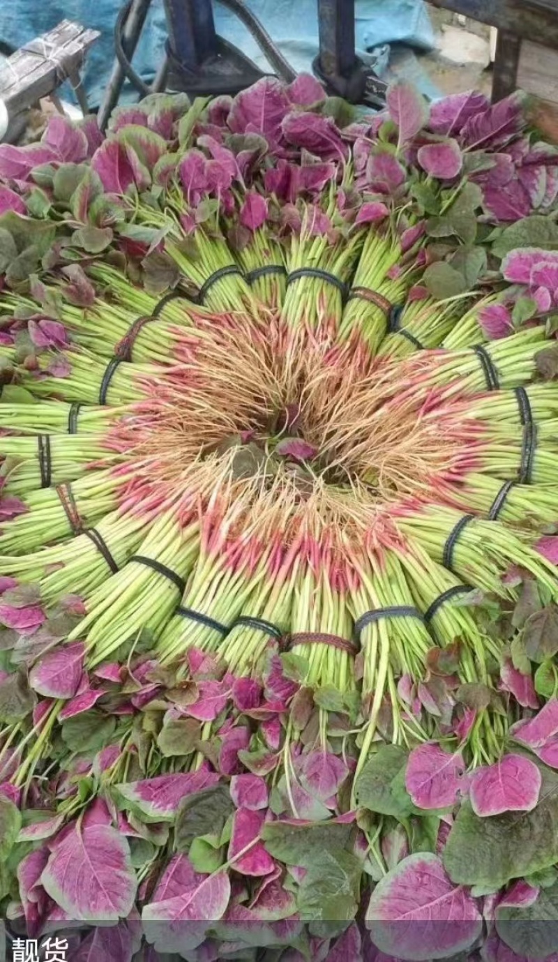 精品红苋菜