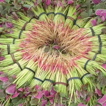 精品红苋菜