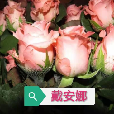 基地直供【戴安娜】玫瑰苗裸根扦插小苗庭院阳台盆栽绿植花卉