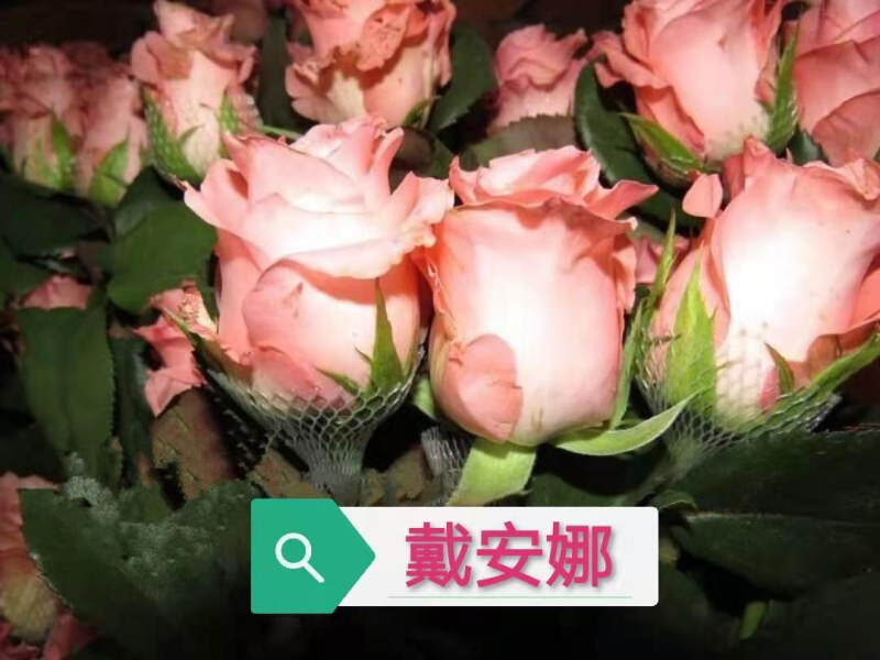 基地直供【戴安娜】玫瑰苗裸根扦插小苗庭院阳台盆栽绿植花卉