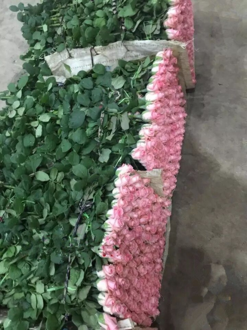 基地直供【戴安娜】玫瑰苗裸根扦插小苗庭院阳台盆栽绿植花卉