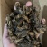 【蝼蛄】中药材蝼蛄文斌药业批发零售