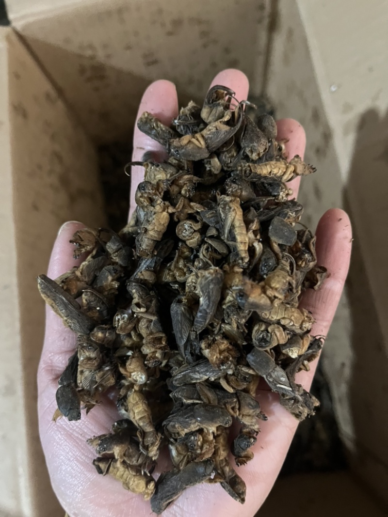 【蝼蛄】中药材蝼蛄文斌药业批发零售