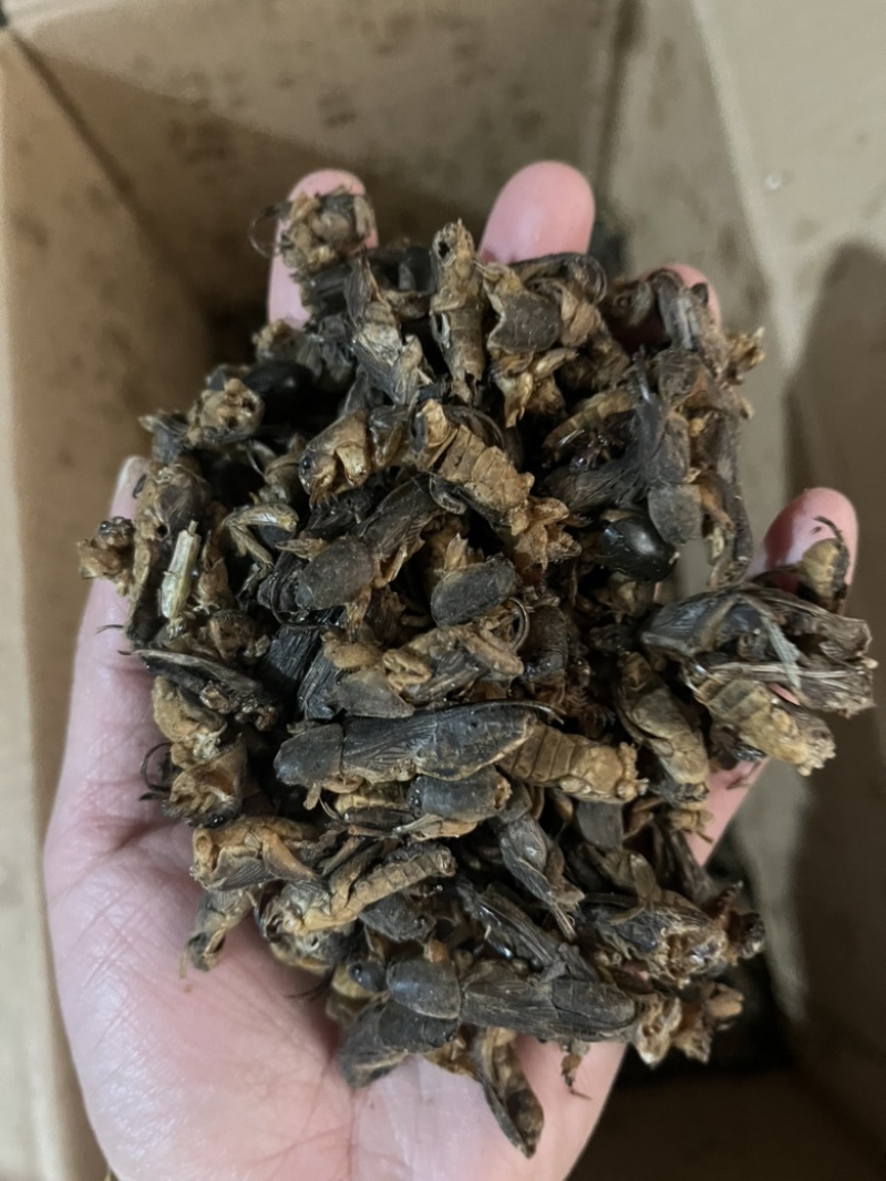 【蝼蛄】中药材蝼蛄文斌药业批发零售