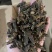 【蝼蛄】中药材蝼蛄文斌药业批发零售