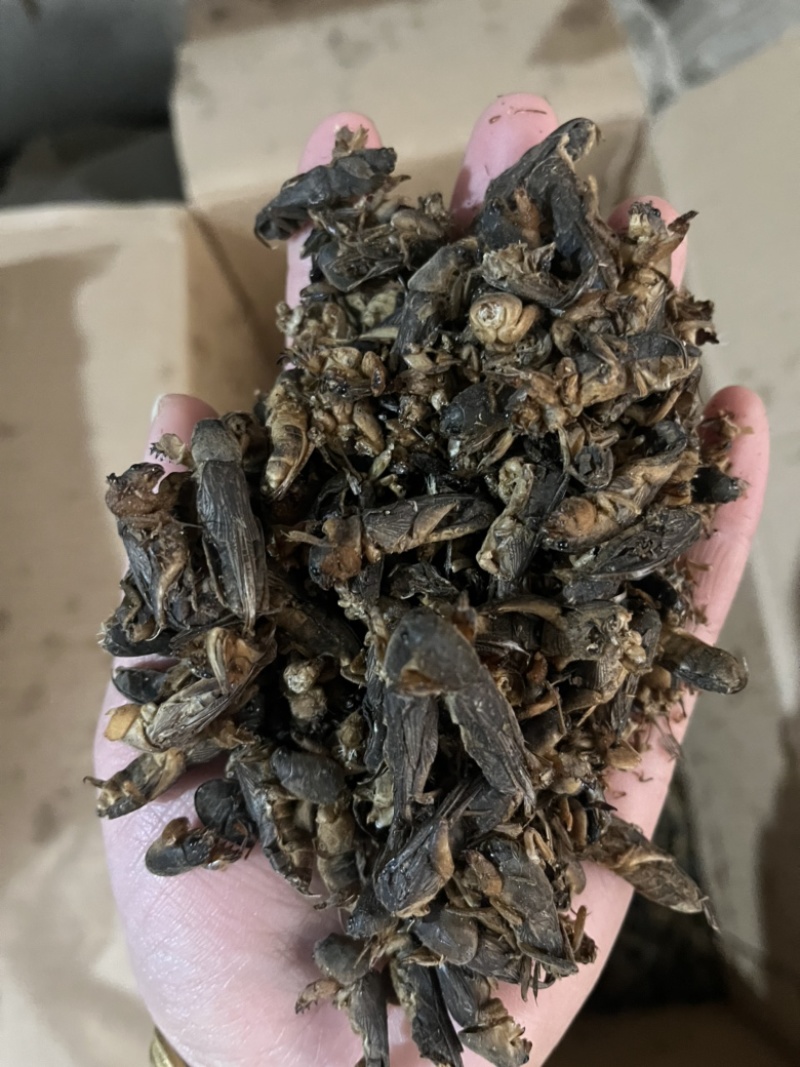 【蝼蛄】中药材蝼蛄文斌药业批发零售