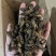 【蝼蛄】中药材蝼蛄文斌药业批发零售