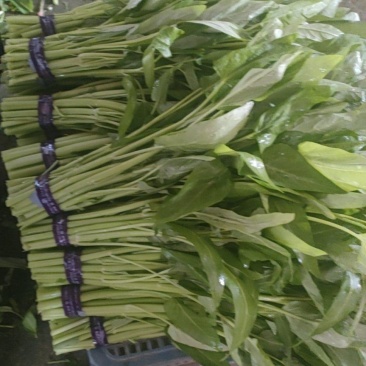 精品空心菜