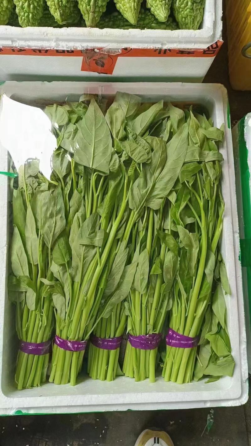 精品空心菜