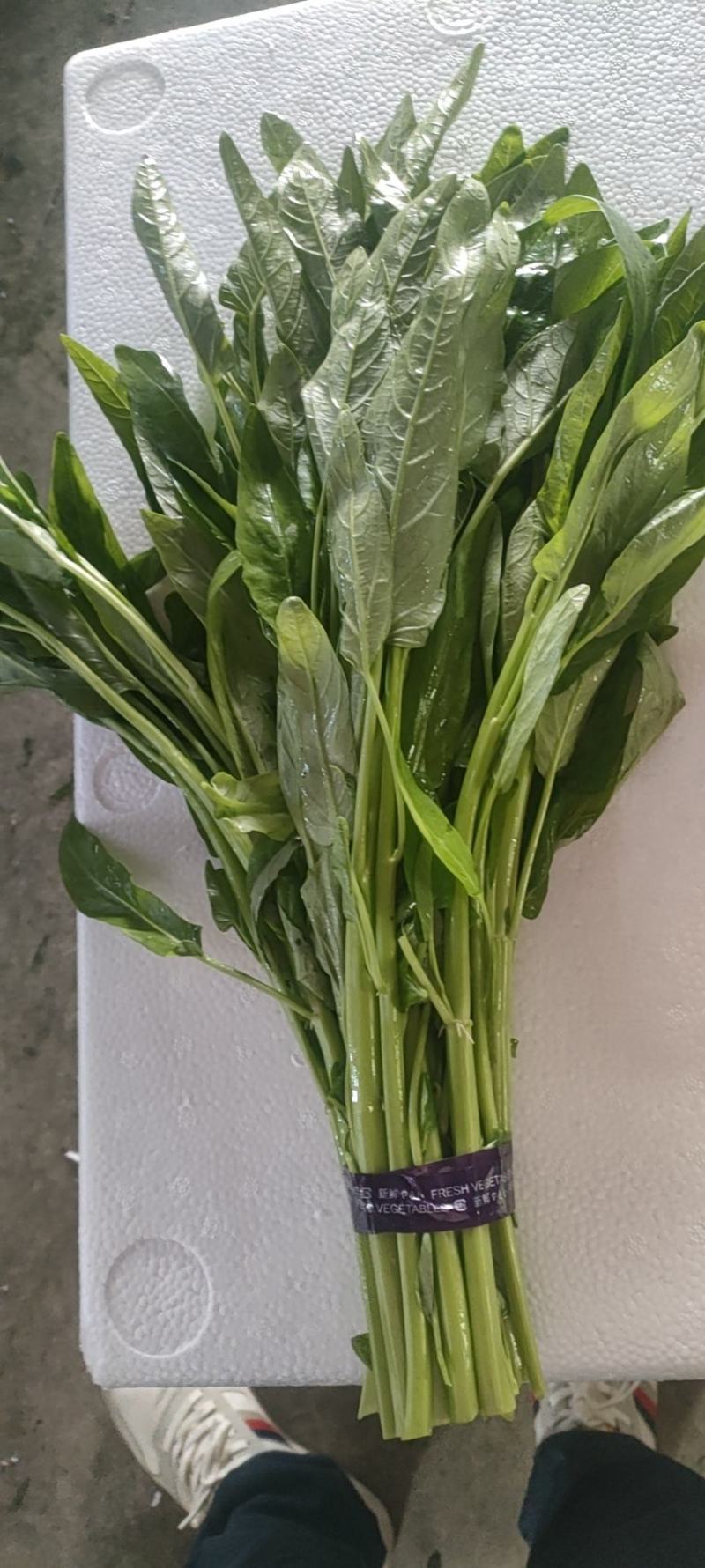 精品空心菜