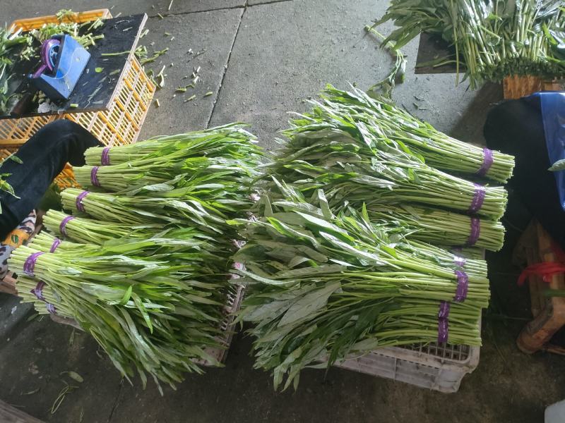 精品空心菜