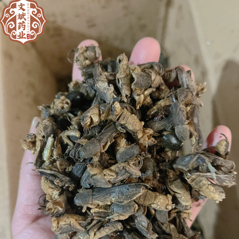 【蝼蛄】中药材蝼蛄文斌药业批发零售