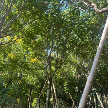 大量黄槐现货出售，各种规格齐全，欢迎来电咨询。