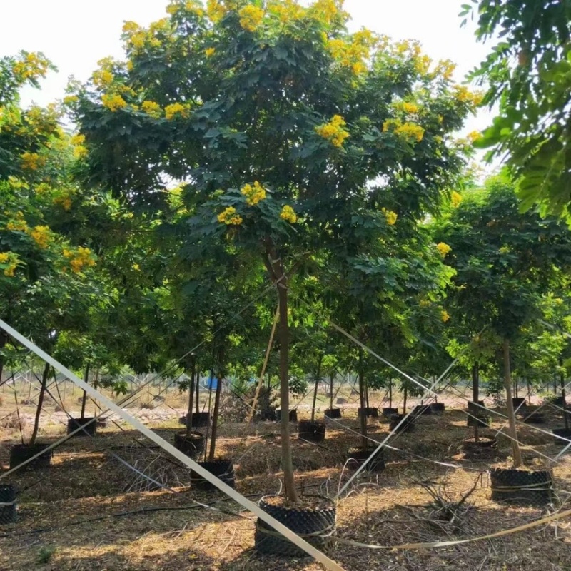 大量黄槐现货出售，各种规格齐全，欢迎来电咨询。