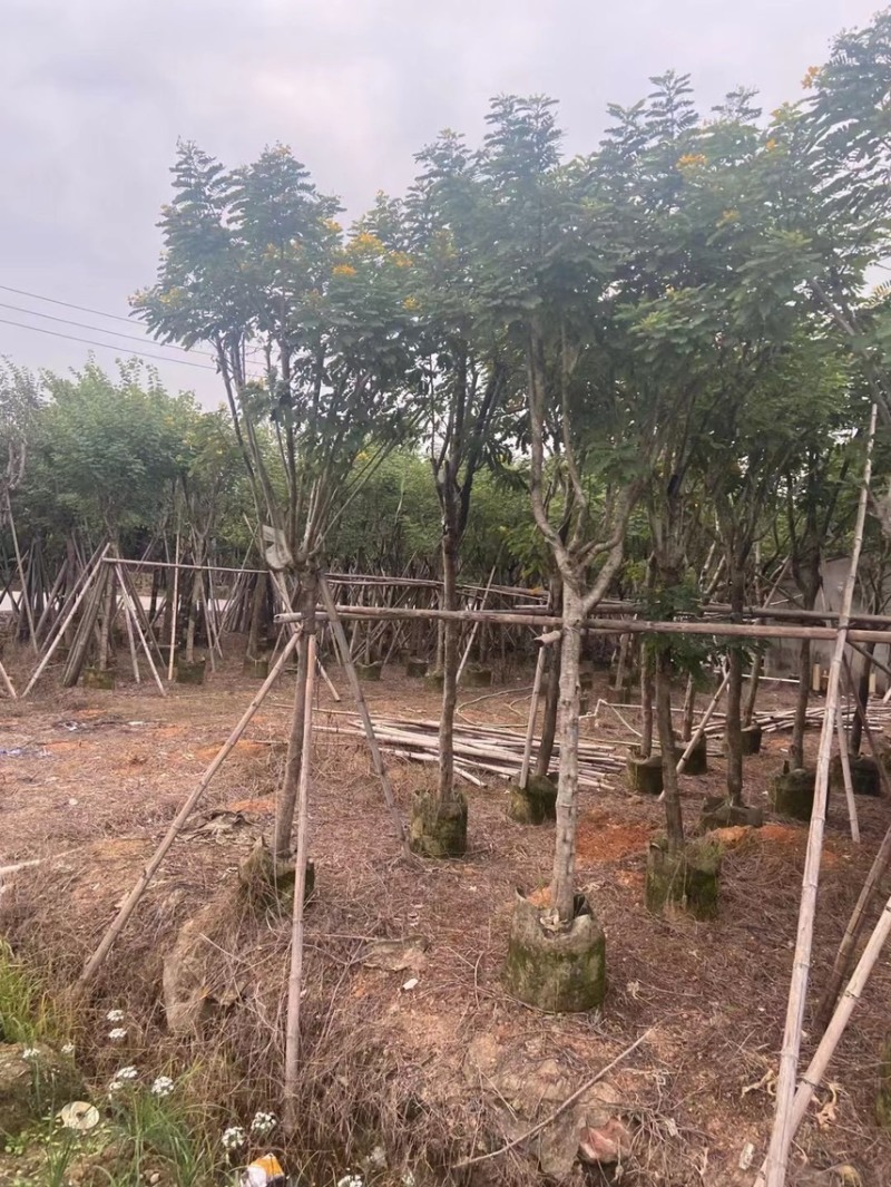 大量黄槐现货出售，各种规格齐全，欢迎来电咨询。