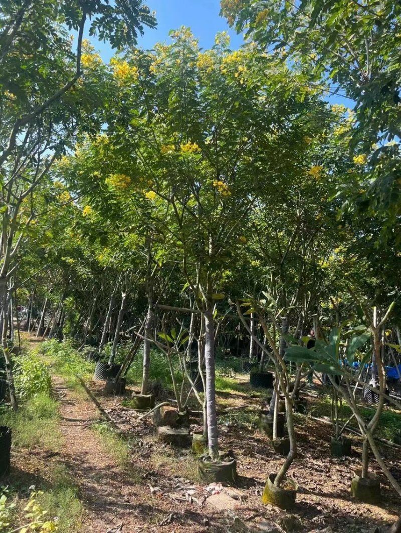 大量黄槐现货出售，各种规格齐全，欢迎来电咨询。