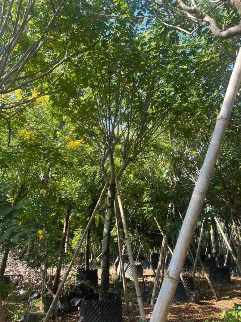 大量黄槐现货出售，各种规格齐全，欢迎来电咨询。