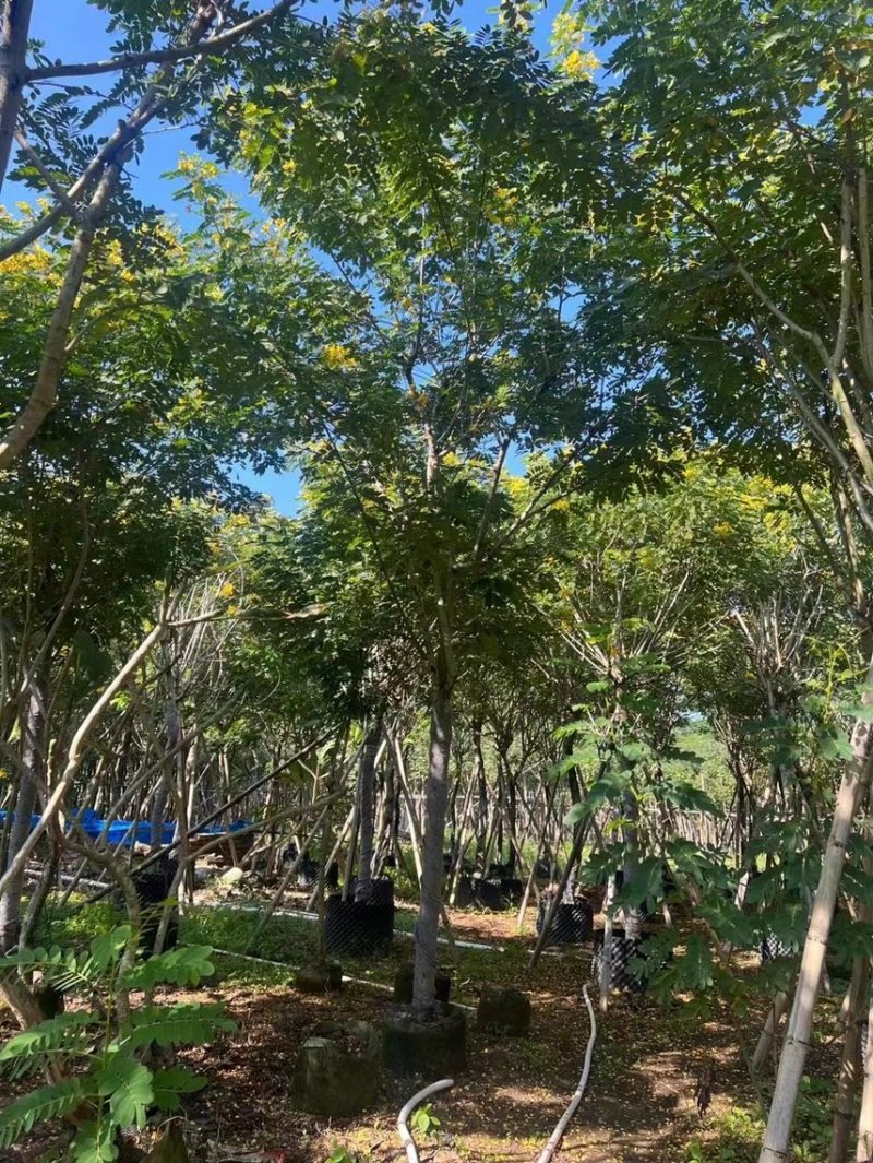大量黄槐现货出售，各种规格齐全，欢迎来电咨询。