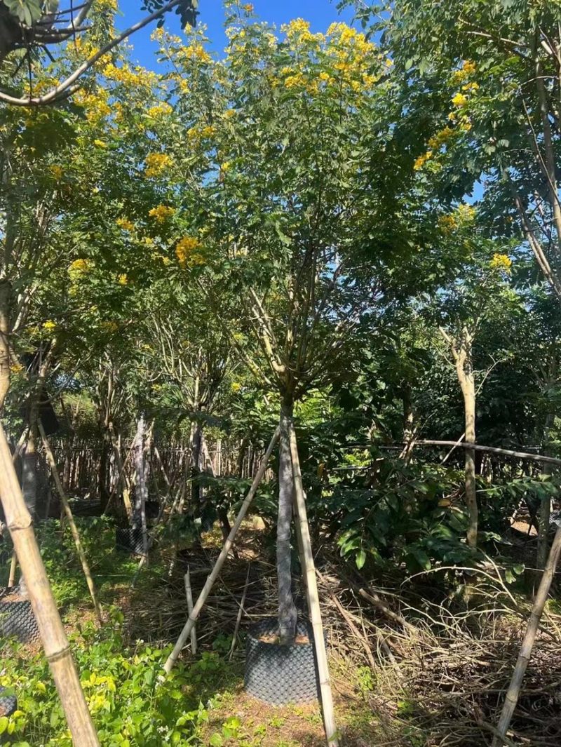 大量黄槐现货出售，各种规格齐全，欢迎来电咨询。