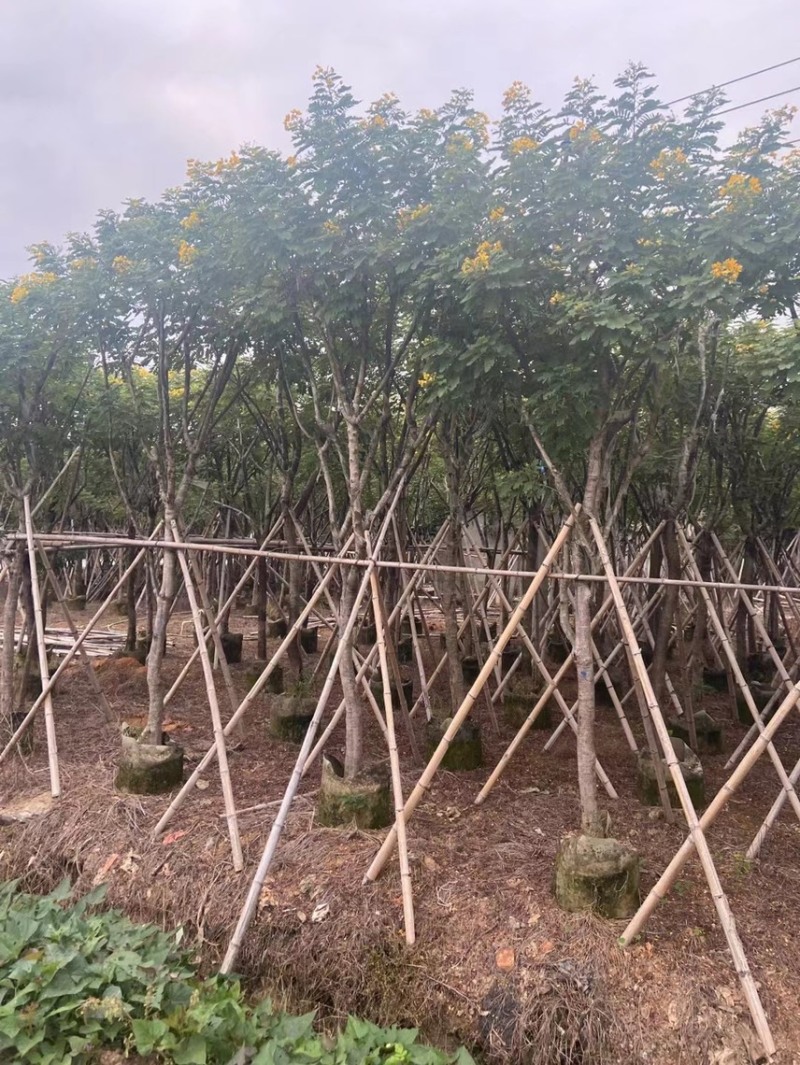大量黄槐现货出售，各种规格齐全，欢迎来电咨询。