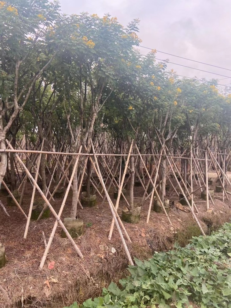 大量黄槐现货出售，各种规格齐全，欢迎来电咨询。