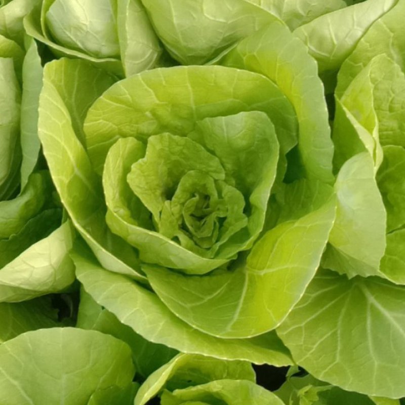 精品小白菜