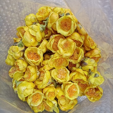 广西防城港金花茶