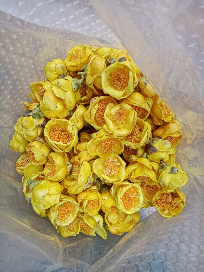 广西防城港金花茶