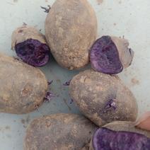 山东省滕州市黑金刚，紫心土豆种子，紫心土豆，
