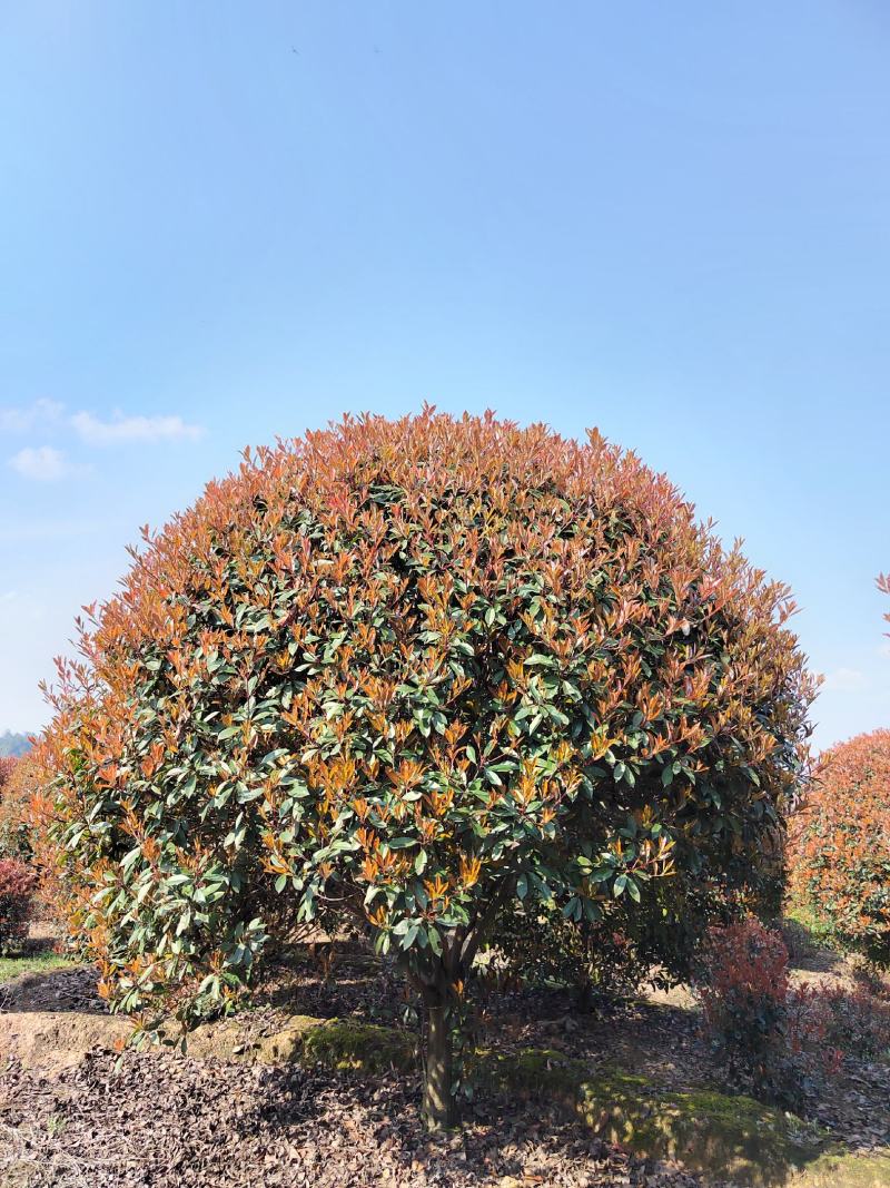 大量供应红叶石楠球2.5-3.5米20000棵