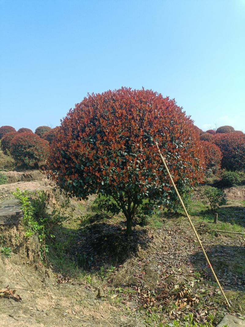 大量供应红叶石楠球2.5-3.5米20000棵