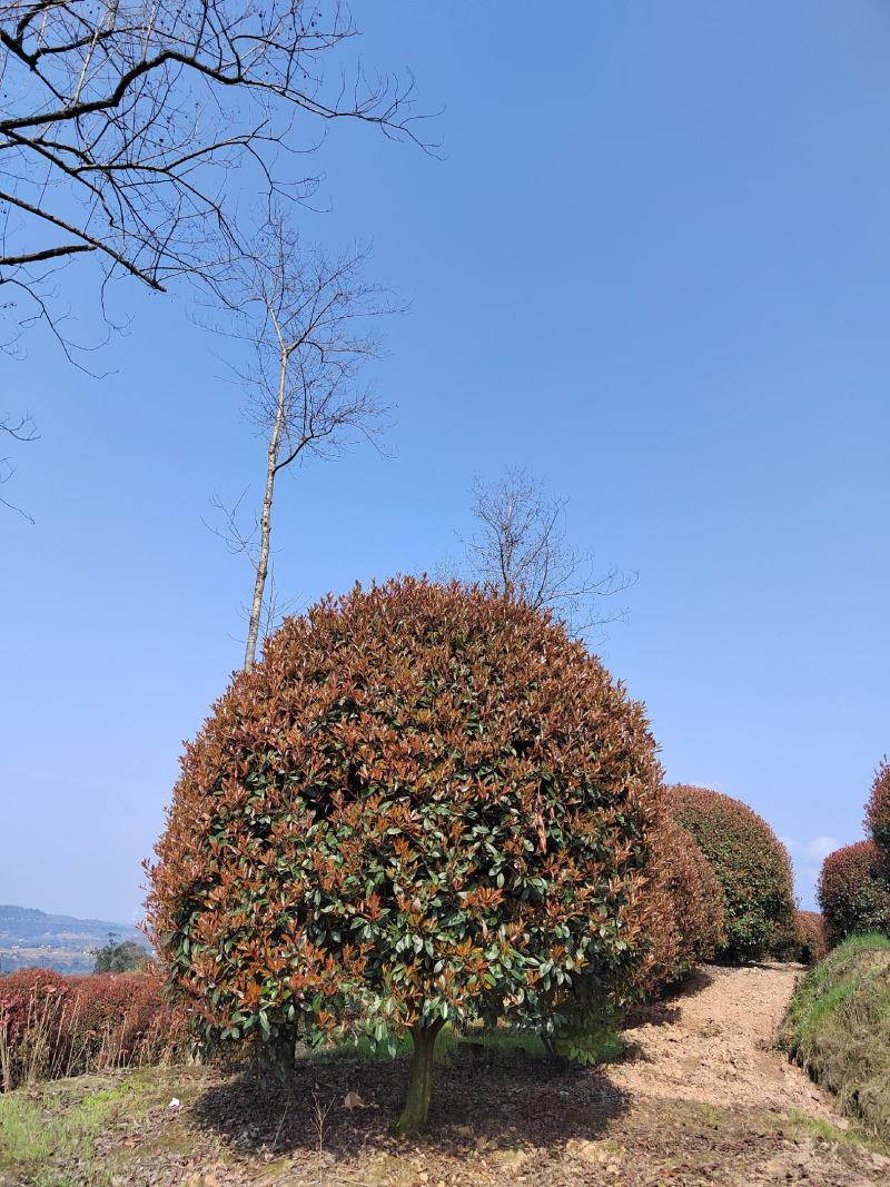大量供应红叶石楠球2.5-3.5米20000棵