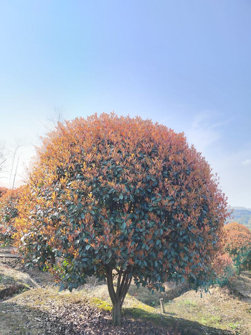 大量供应红叶石楠球2.5-3.5米20000棵