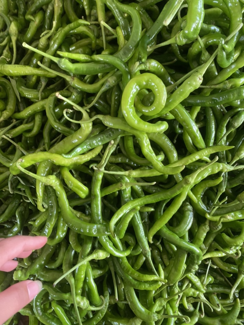 湛江鲜辣椒、螺线椒、线椒、货源充足、量大质优、