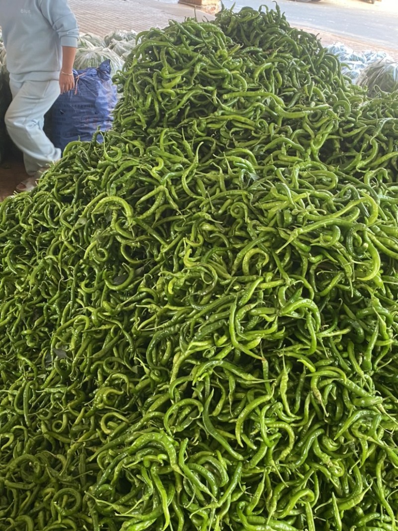 湛江鲜辣椒、螺线椒、线椒、货源充足、量大质优、