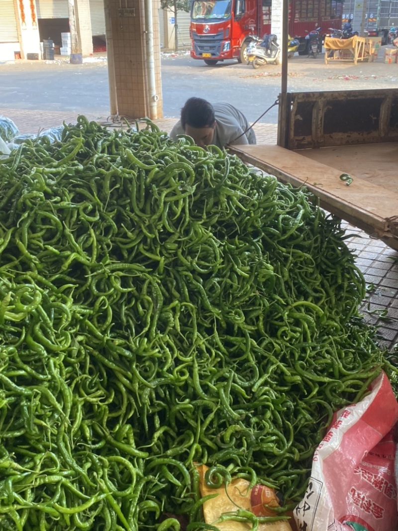 湛江鲜辣椒、螺线椒、线椒、货源充足、量大质优、