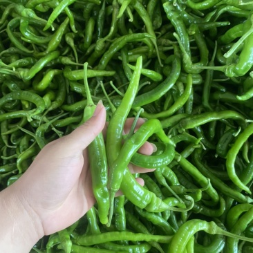 湛江鲜辣椒、螺线椒、线椒、货源充足、量大质优、