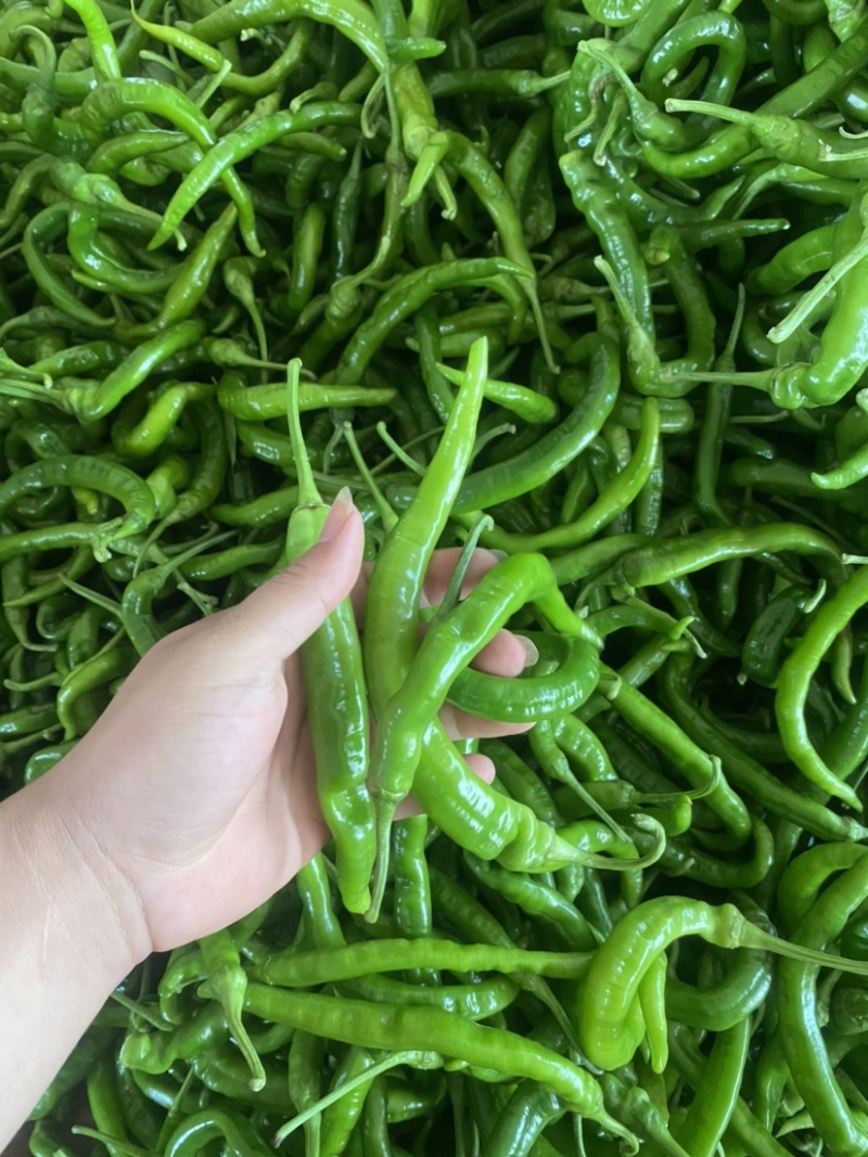 湛江鲜辣椒、螺线椒、线椒、货源充足、量大质优、