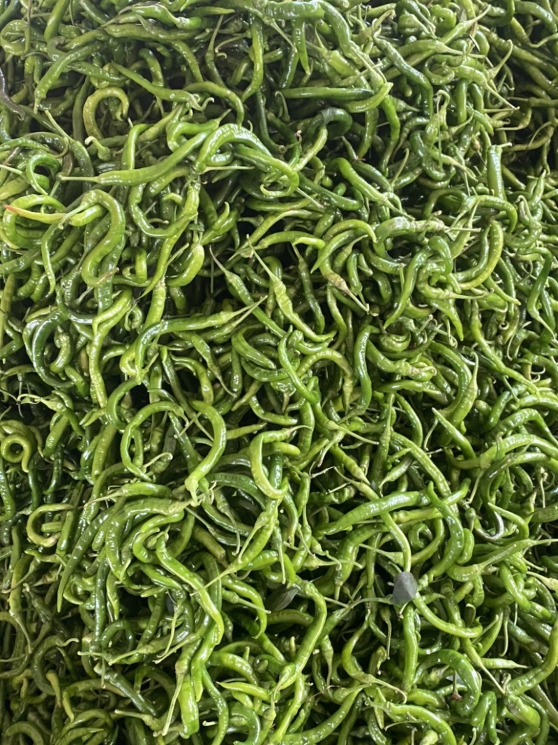 湛江鲜辣椒、螺线椒、线椒、货源充足、量大质优、