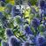 蓝刺头种子花种籽多年生宿根花卉种子冬季耐寒室内外阳台盆栽