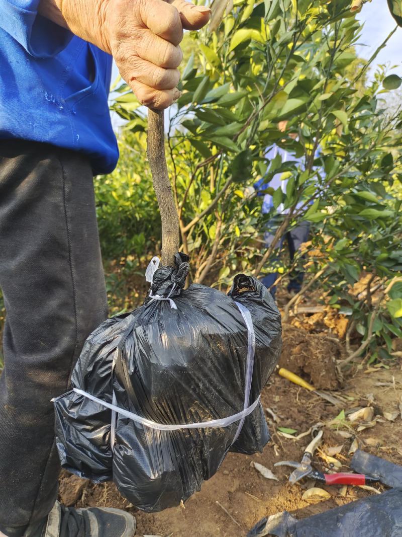 自家果园嫁接移植枸橘砧木纽荷尔脐橙3年树苗，品种纯正